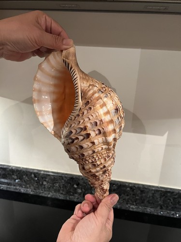 Sea shell exotic huge - sea,