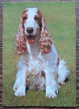 Vintage Western German Dogs postcard - COCKER SPANIEL
