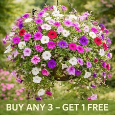 Petunia Seeds Mix Balcony