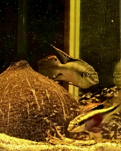 Kribensis cichlid proven - kribensis,