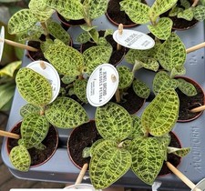 Rare Terrarium Plant ? Petola Macodes  ? Jewel Orchid  ?baby plant  6cm pot