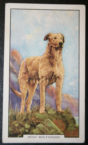Irish wolfhound vintage 1938 - ,