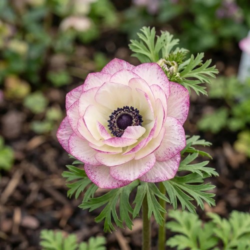 Anemone mistral edge - mistral, corms