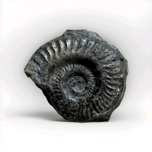 Hildoceras bifrons fossil - hildoceras,