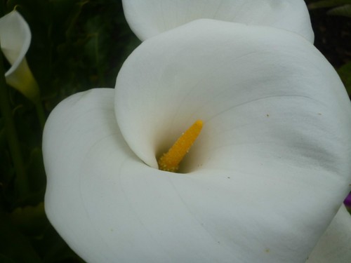 Zantedeschia aethiopica