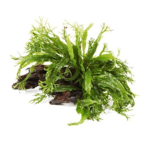 Microsorum windelov wood - microsorum,