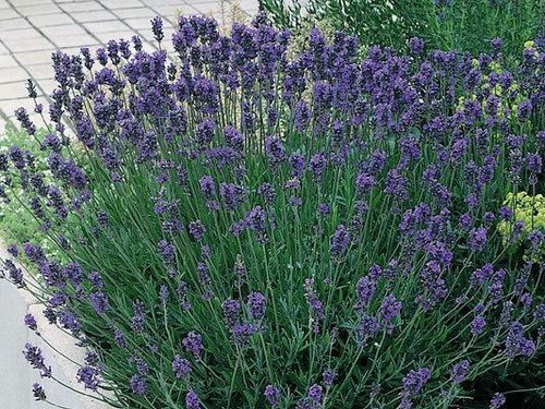 Pack english lavender - x6,