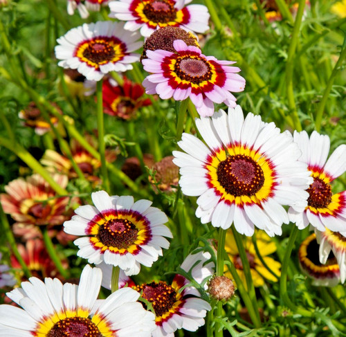 850x chrysanthemum carinatum - 850x,