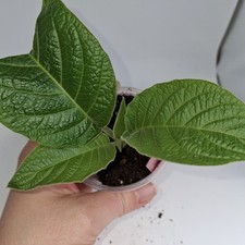 Brugmansia Double White Angel