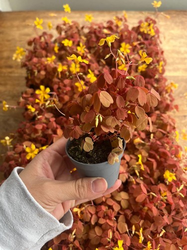 Oxalis vulcanicola sunset - oxalis,