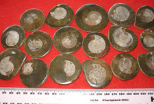 Devonian cephalopod ammonite nautiloid fossil Goniatite polished DISKS 1 per bid