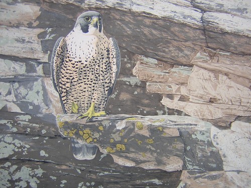 Keith brockie cliff - brockie, sentinel