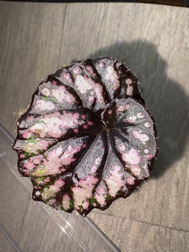 Begonia cumbia - begonia,