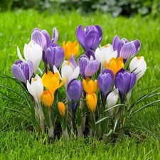 25 Crocus Species Mixed Bulbs