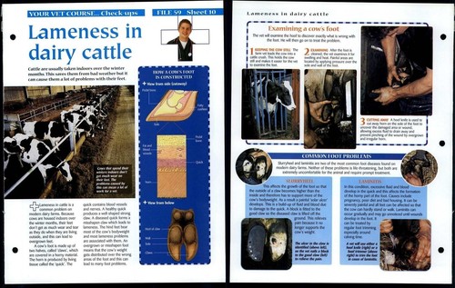 Lameness dairy cattle vet - dairy,