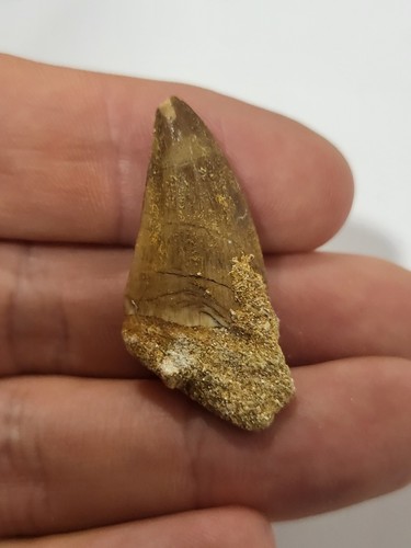 Large moroccan mosasaur tooth - mosasaur,
