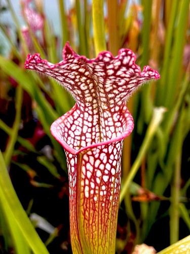 Sarracenia leucophylla pink - sarracenia,