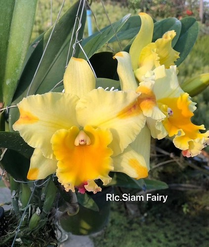 Rare cattleya rlc siam fairy - rare,