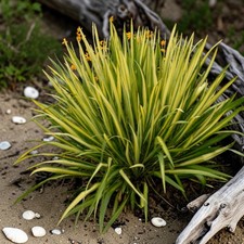 Yucca Filamentosa Colour Guard