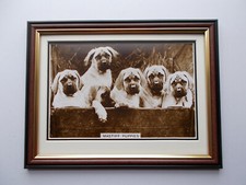 DOG PHOTO'S - MASTIFF PUPPIES