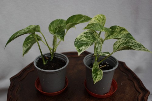 Two variegated marble queen - marble,