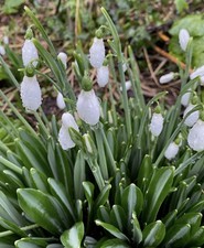 5 x Galanthus plicatus
