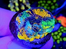 🌈 WYSIWYG Rainbow Acan