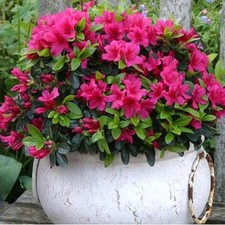 Pink Azalea Japanese Evergreen