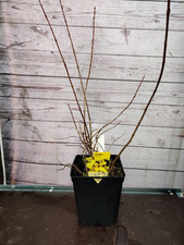 5L Forsythia Lynwood Lovely