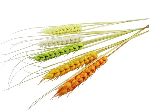 Extra large wheat grain - extra,
