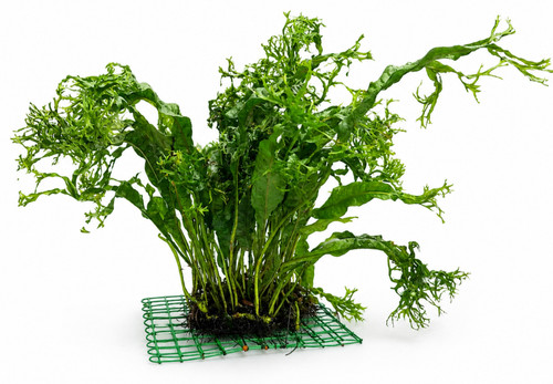 Microsorum pteropus java fern - java,
