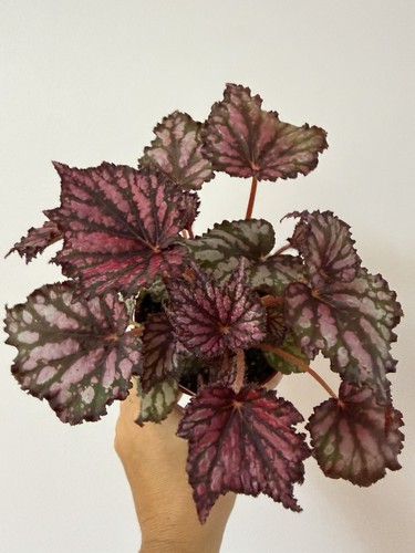 Begonia rex bewitched house - begonia,