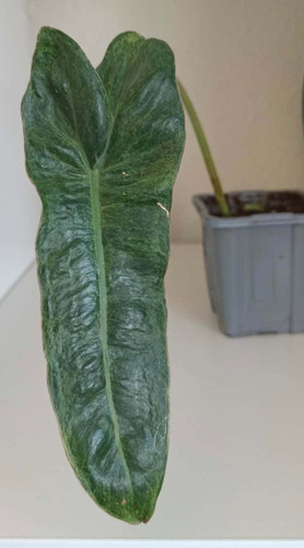 Philodendron paraiso verde - paraiso,