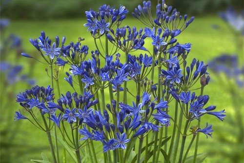 Agapanthus blue flower - agapanthus,