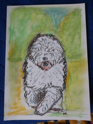 Old english sheepdog charcoal - sheepdog,
