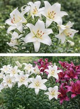 4 x Lily Purple Prince & 4 x