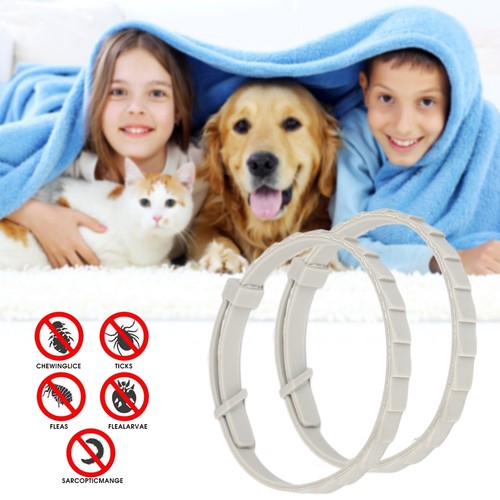 Dog cat flea - cat,