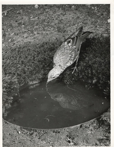 Mistle thrush turdus - thrush,