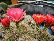 Echinocereus trichoglidatus