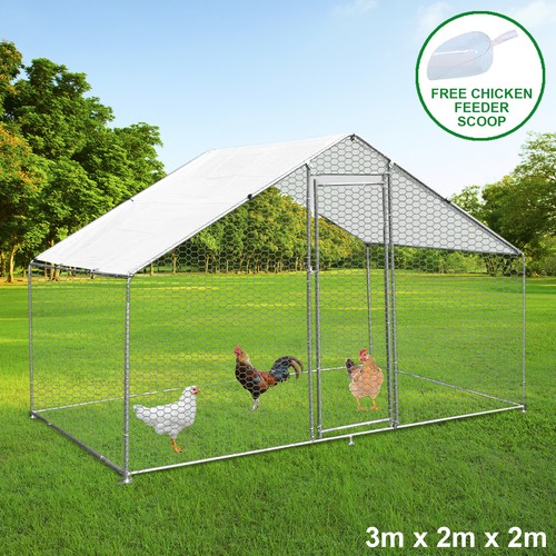Chicken run walk animal - run,