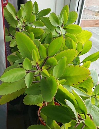 Leaves fresh kalanchoe - leaves,