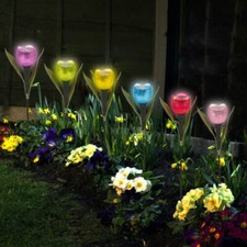 6 Garden Tulip Flower Shape