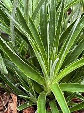Fascicularia bicolor hardy - fascicularia,