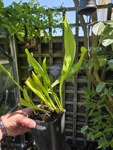 Sarracenia flava - , f
