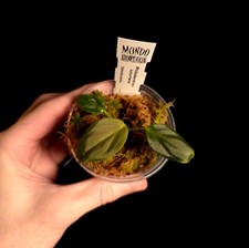 Philodendron luxurians - Very