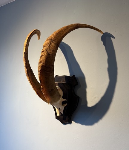 Feral wild mountain goat - wild, skull
