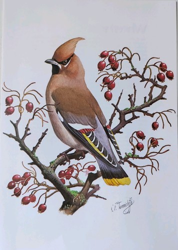 Vintage waxwing bird - waxwing,