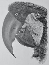 c1895 Antique Print GREAT BLACK COCKATOO PARROT Royal Natural History, Lydekker