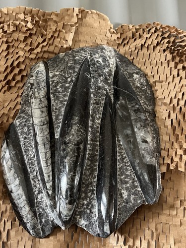Orthoceras cluster fossilised - cluster,