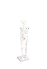 Mini Human Skeleton Model